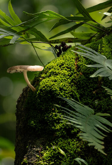 Fungi Fungi
